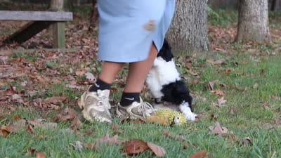 Rocky, a male Newfypoo for sale in Sugarcreek, OH – 10 of 10