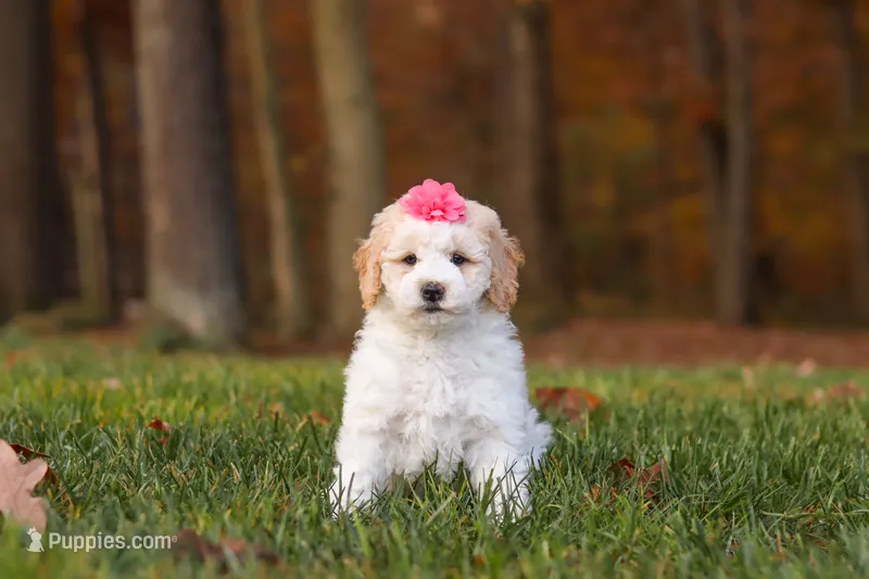 Sandy – Newfypoo puppy for sale in Sugarcreek, OH