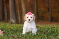 Sandy, a female Newfypoo for sale in Sugarcreek, OH – 1 of 6