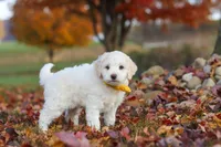 Benji, a male Newfypoo for sale in Sugarcreek, OH – 3 of 7