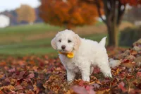 Benji, a male Newfypoo for sale in Sugarcreek, OH – 5 of 7