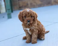 Leah, a female Cavapoo for sale in Sugarcreek, OH – Photo 5 of 10