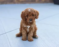 Leah, a female Cavapoo for sale in Sugarcreek, OH – Photo 2 of 10