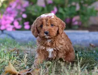 Leah, a female Cavapoo for sale in Sugarcreek, OH – Photo 4 of 10