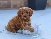 Leah, a female Cavapoo for sale in Sugarcreek, OH – Photo 7 of 10