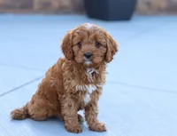 Leah, a female Cavapoo for sale in Sugarcreek, OH – Photo 1 of 10