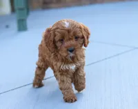 Leah, a female Cavapoo for sale in Sugarcreek, OH – Photo 6 of 10