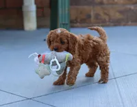 Leah, a female Cavapoo for sale in Sugarcreek, OH – Photo 9 of 10