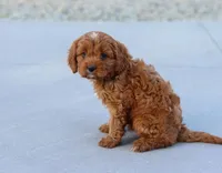 Leah, a female Cavapoo for sale in Sugarcreek, OH – Photo 3 of 10