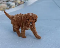 Leah, a female Cavapoo for sale in Sugarcreek, OH – Photo 8 of 10