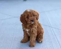 Leah, a female Cavapoo for sale in Sugarcreek, OH – Photo 10 of 10