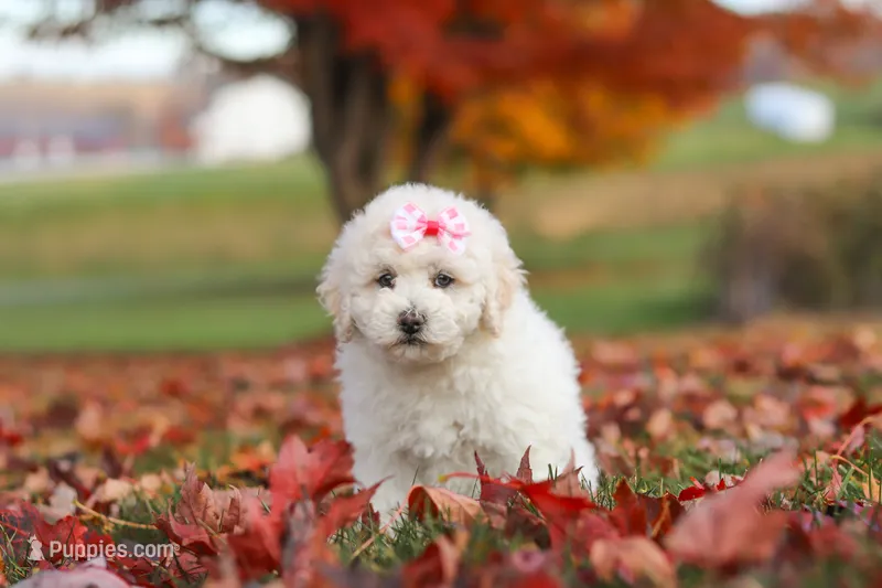 Lexi – Newfypoo puppy for sale in Sugarcreek, OH