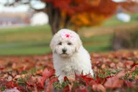 Lexi, a female Newfypoo for sale in Sugarcreek, OH – 1 of 8