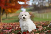 Lexi, a female Newfypoo for sale in Sugarcreek, OH – 4 of 8