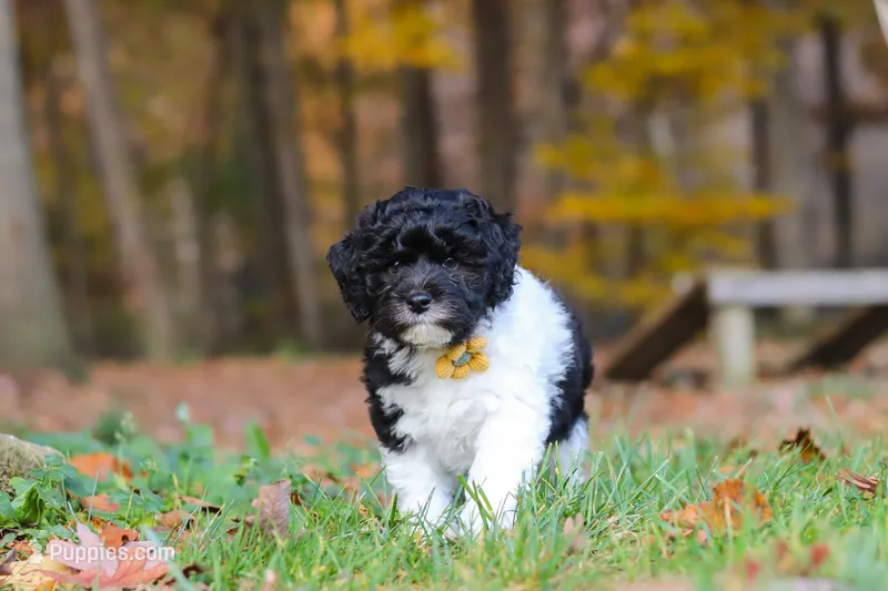 Rocky – Newfypoo puppy for sale in Sugarcreek, OH