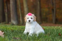 Sandy, a female Newfypoo for sale in Sugarcreek, OH – 4 of 6
