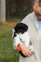 Rocky, a male Newfypoo for sale in Sugarcreek, OH – 3 of 10