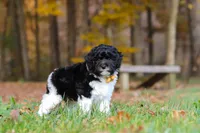 Rocky, a male Newfypoo for sale in Sugarcreek, OH – 8 of 10