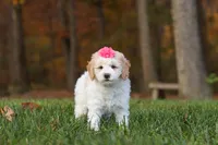 Sandy, a female Newfypoo for sale in Sugarcreek, OH – 5 of 6