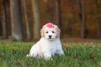 Sandy, a female Newfypoo for sale in Sugarcreek, OH – 2 of 6