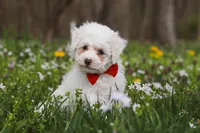 Benji, a male Bichpoo for sale in Sugarcreek, OH – Photo 9 of 9