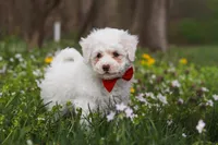 Benji, a male Bichpoo for sale in Sugarcreek, OH – Photo 6 of 9