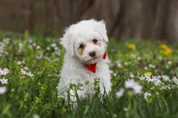Benji, a male Bichpoo for sale in Sugarcreek, OH – Photo 4 of 9