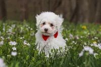Benji, a male Bichpoo for sale in Sugarcreek, OH – Photo 2 of 9