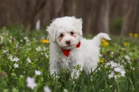 Benji, a male Bichpoo for sale in Sugarcreek, OH – Photo 5 of 9