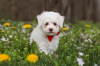 Benji, a male Bichpoo for sale in Sugarcreek, OH – Photo 7 of 9