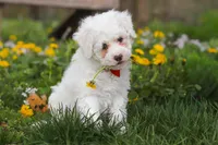 Benji, a male Bichpoo for sale in Sugarcreek, OH – Photo 1 of 9
