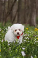 Benji, a male Bichpoo for sale in Sugarcreek, OH – Photo 3 of 9