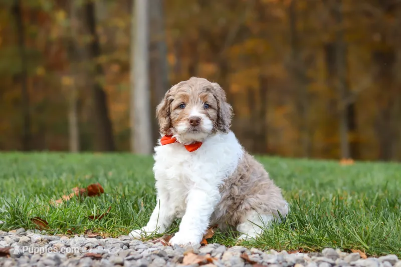 Ranger – Newfypoo puppy for sale in Sugarcreek, OH