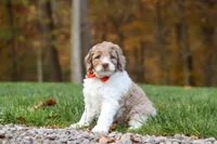 Ranger, a male Newfypoo for sale in Sugarcreek, OH – 1 of 8