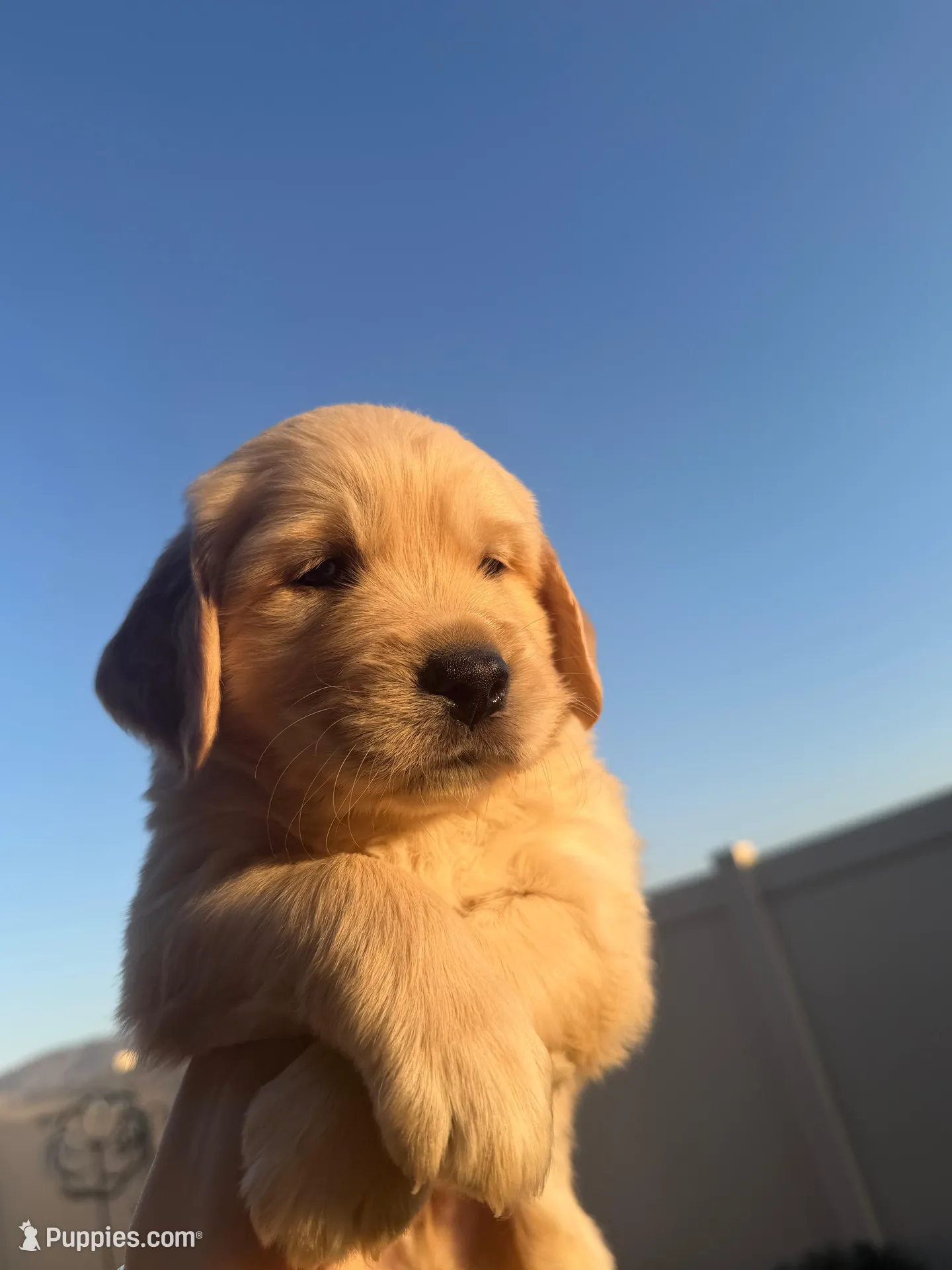 Storm, a male Golden Retriever for sale in San Bernardino, CA – Photo 2 of 4