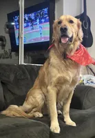 Storm, a male Golden Retriever for sale in San Bernardino, CA – Photo 3 of 4