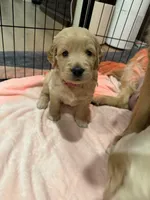 Honey, a female Golden Retriever for sale in San Bernardino, CA – Photo 5 of 5