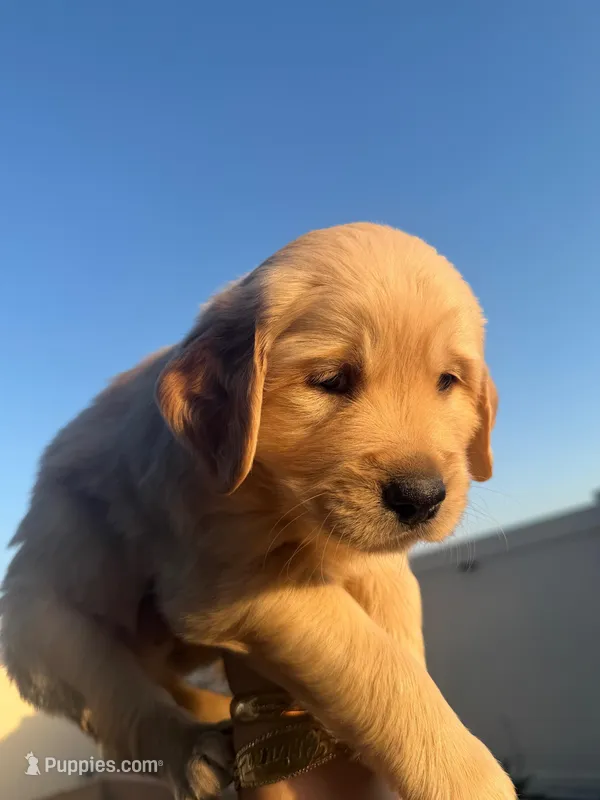 Storm – Golden Retriever puppy for sale in San Bernardino, CA