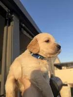 Teddy, a male Golden Retriever for sale in San Bernardino, CA – Photo 3 of 8