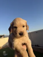 Teddy, a male Golden Retriever for sale in San Bernardino, CA – Photo 2 of 8