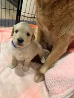 Teddy, a male Golden Retriever for sale in San Bernardino, CA – Photo 6 of 8