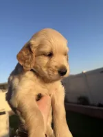 Teddy, a male Golden Retriever for sale in San Bernardino, CA – Photo 4 of 8