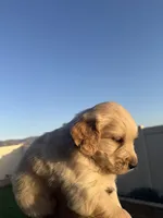 Teddy, a male Golden Retriever for sale in San Bernardino, CA – Photo 5 of 8