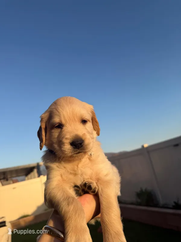 Teddy – Golden Retriever puppy for sale in San Bernardino, CA