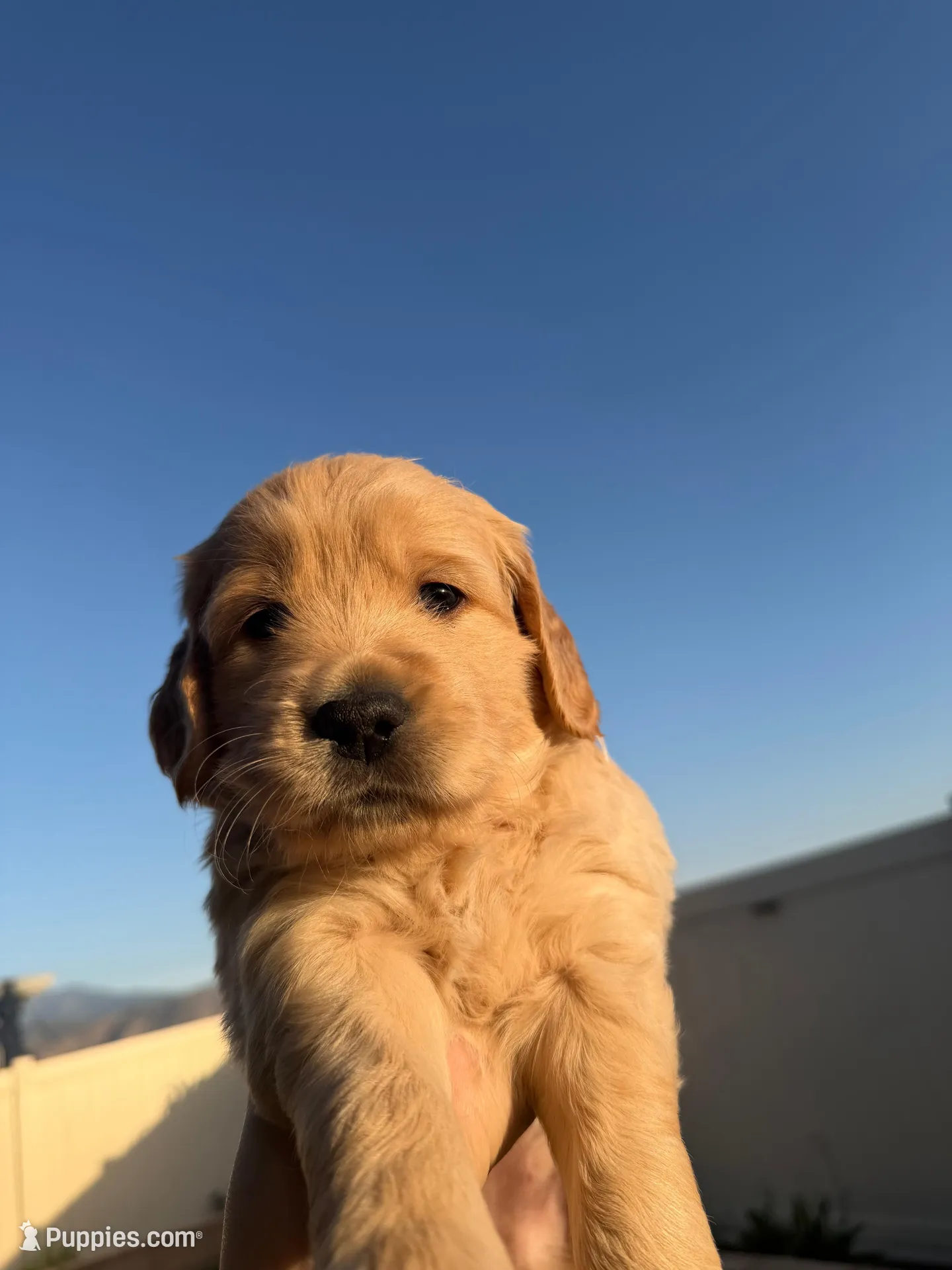 Honey, a female Golden Retriever for sale in San Bernardino, CA – Photo 1 of 5