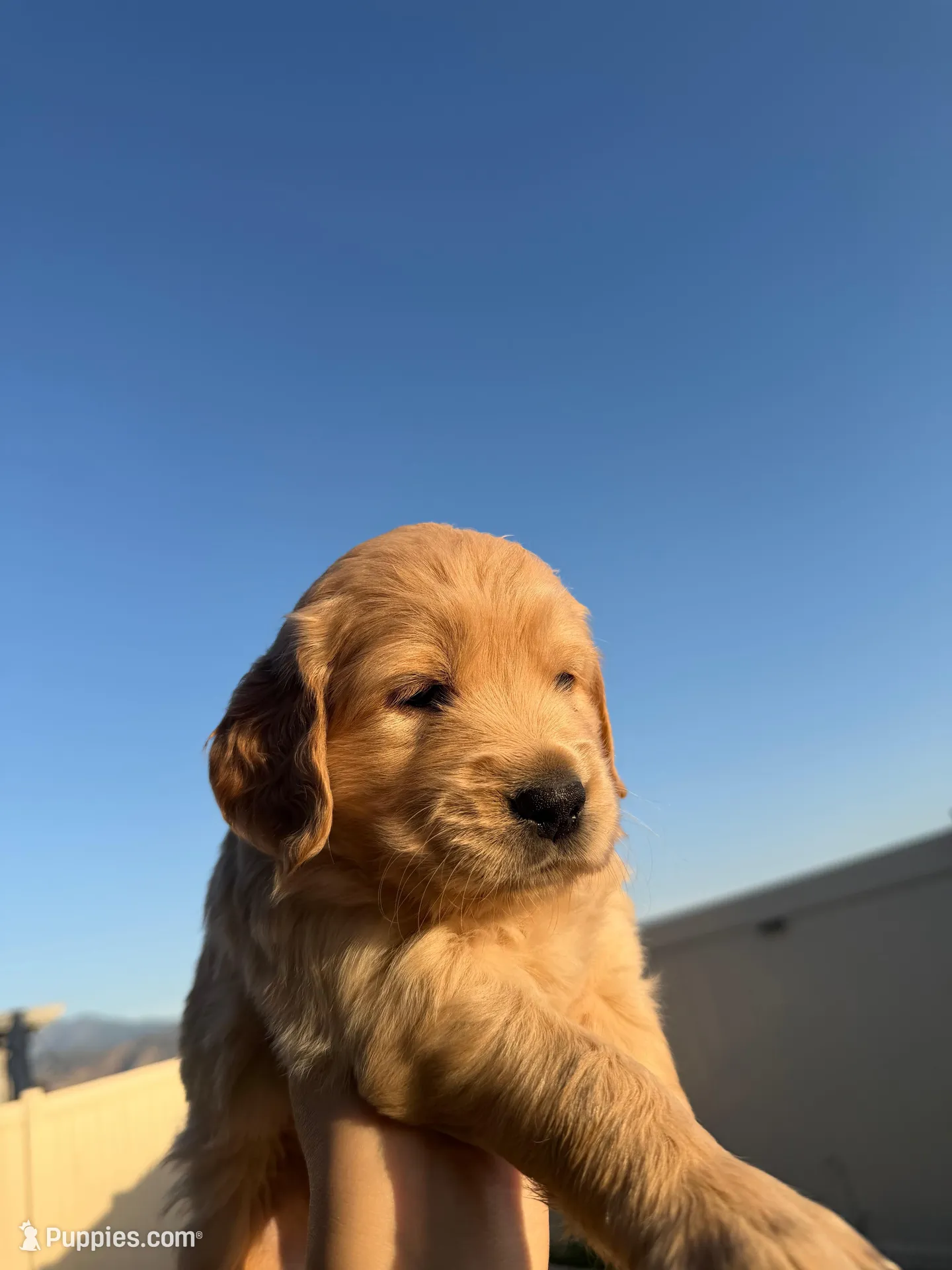Honey, a female Golden Retriever for sale in San Bernardino, CA – Photo 2 of 5