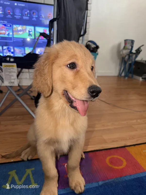Lucky – Golden Retriever puppy for sale in Antioch, CA