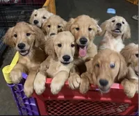 Lucky, a male Golden Retriever for sale in Antioch, CA – Photo 4 of 4