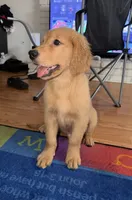 Lucky, a male Golden Retriever for sale in Antioch, CA – Photo 3 of 4