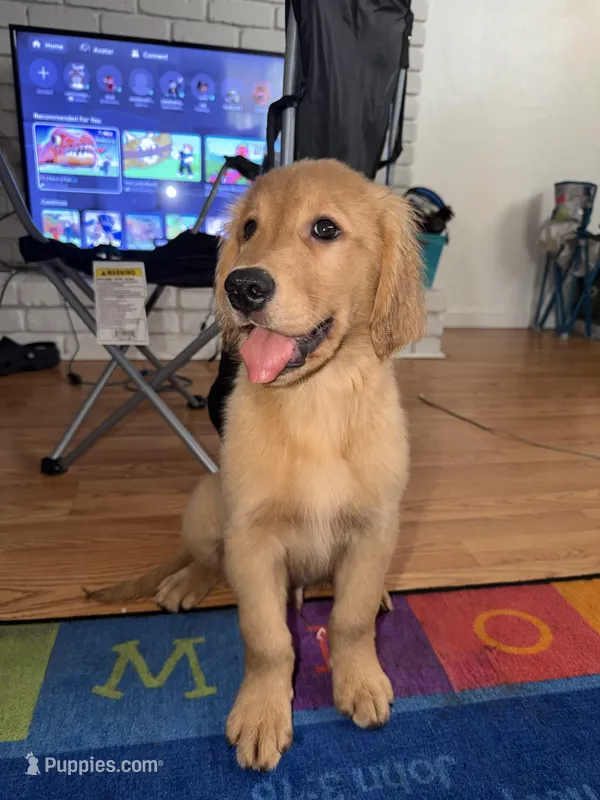 buddy  – Golden Retriever puppy for sale in Antioch, CA
